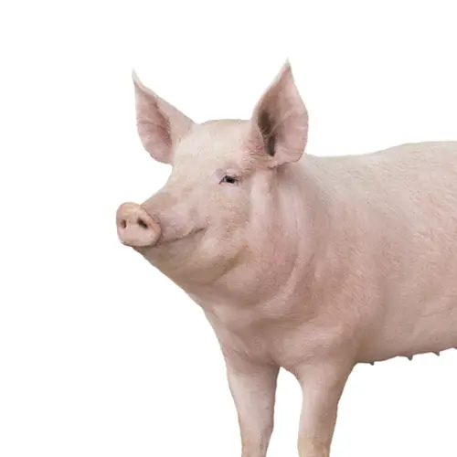 porcino